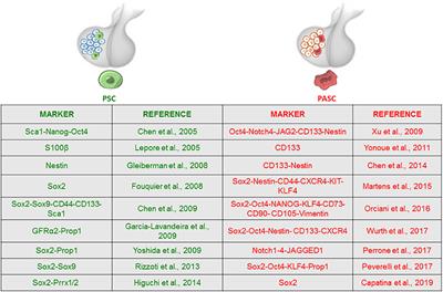 Experimental Evidence and Clinical Implications of Pituitary Adenoma Stem Cells